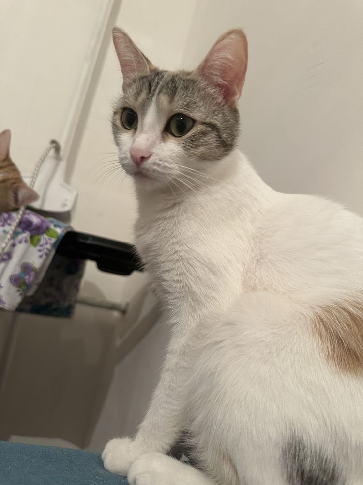 Срочно кошка ищет дом