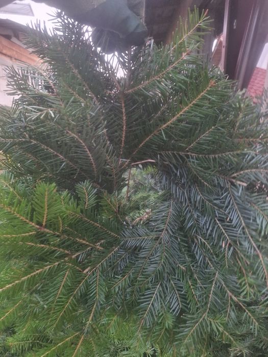 Vând coronițe de brad angro