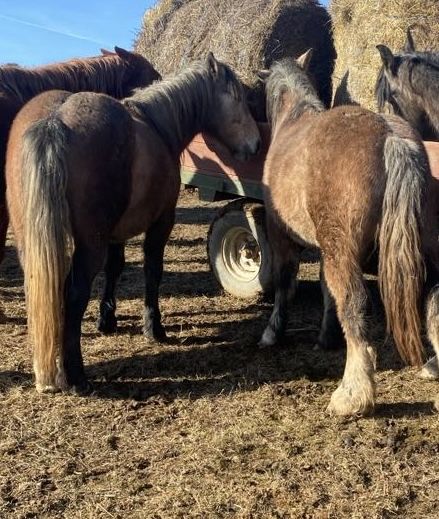 Iapa,cāstrat, mânji