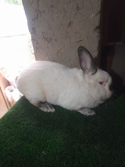 Декаратив тайор Эркаг зот олишга Калифорнии и баран карлик тоза зотла