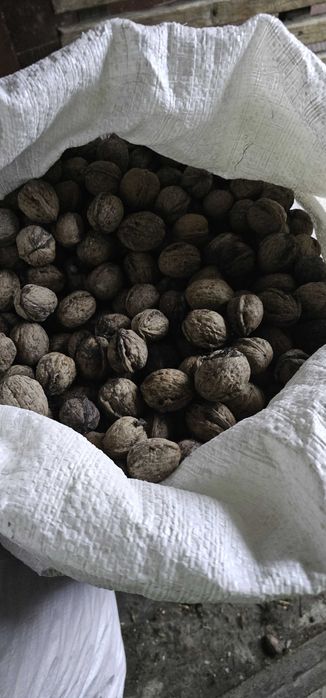 Nuca in coaja de vanzare 2025