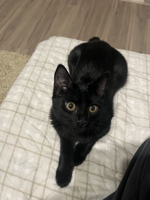 Кошечка срочно ищет дом!