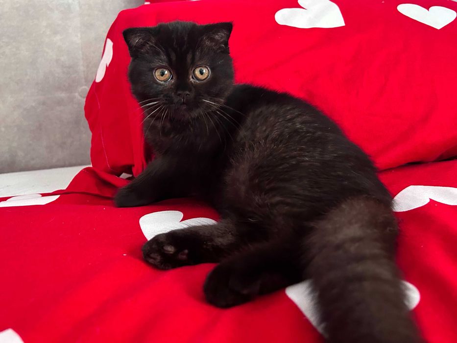 Rasă pură Scottish Fold, motănel cu pedigree și Carnet de Sănătate