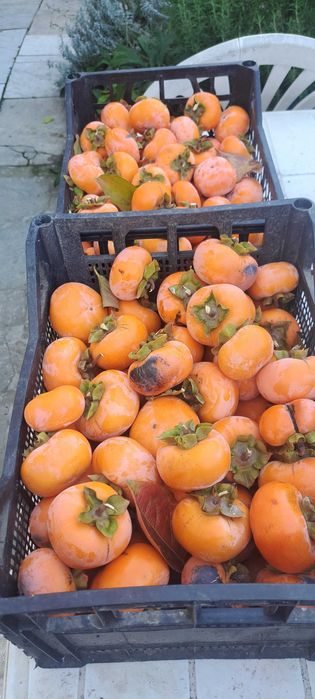 Райска ябълка Diospyros kaki