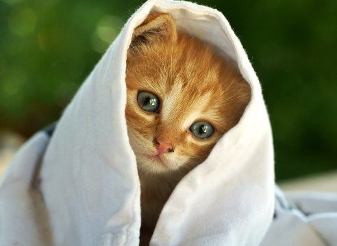 ЛУЧШИЕ кошки Кокшетау !