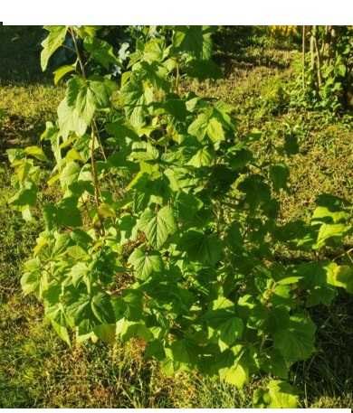 Продам саженцы чёрной смородины Цена за 1 Куст 2000 тг