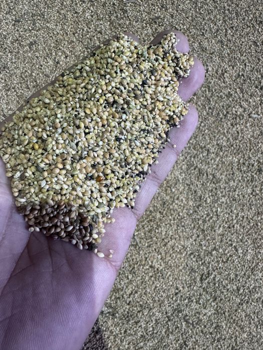 Зерно отходы просо (тары)