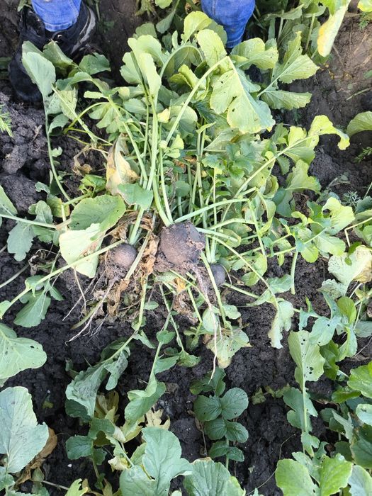 Ridiche neagra cantități mari