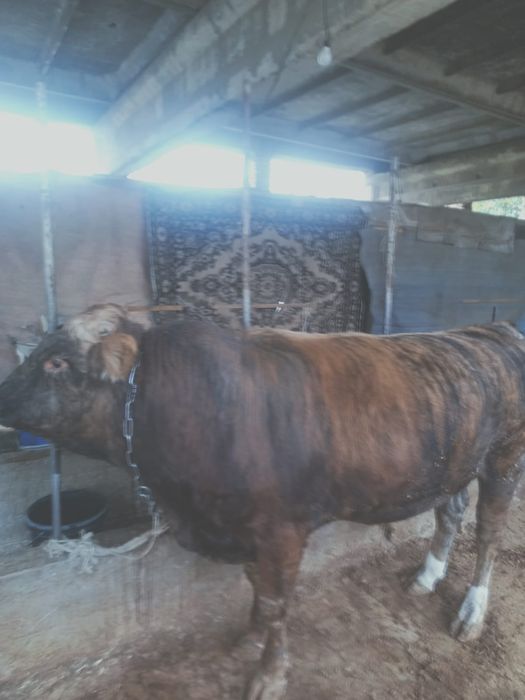 Продаётся бык...