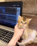 Мальчик златой шынщылы