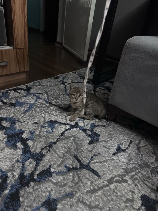 Котенок рыже-коричневый