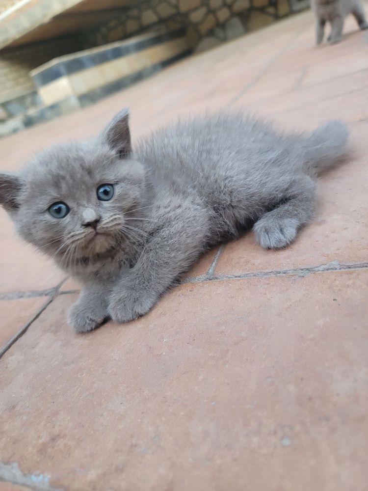 Котики 2 девочки 2 мальчика СРОЧНО!