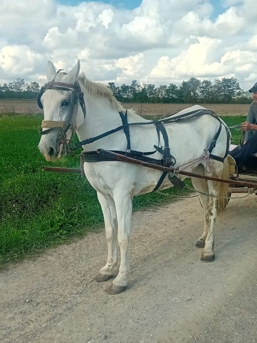 Vând iapa de 9/10 ani