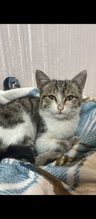 Отдаем в хорошие руки котёнка