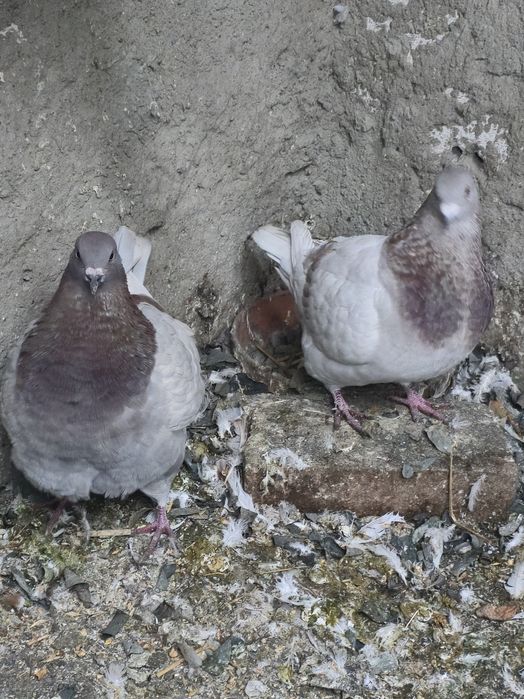 Porumbei,texani,americani,rotati