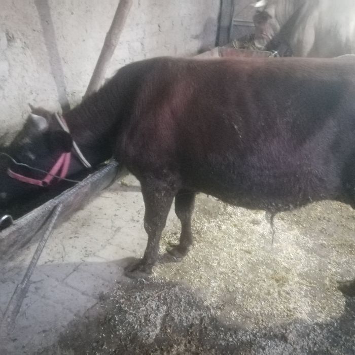 Жондор калсо олдида