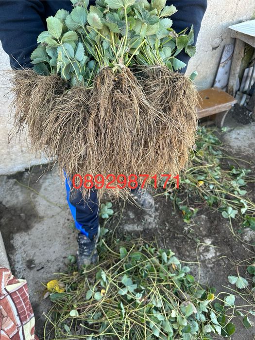 Целогодишни ягоди и малини