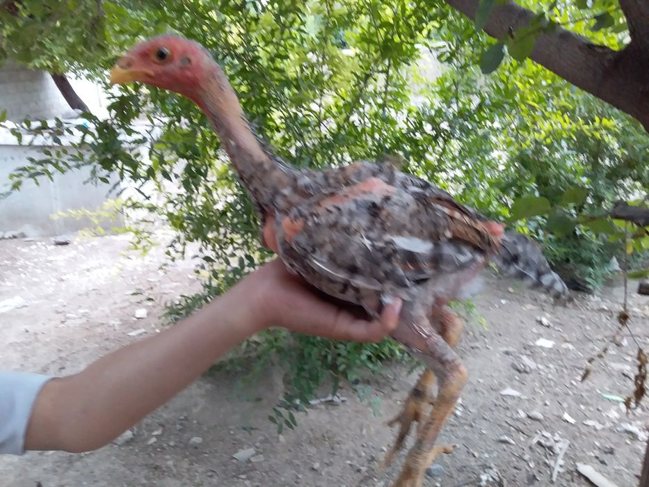 Корейс жужа Хурозчалар сотилади