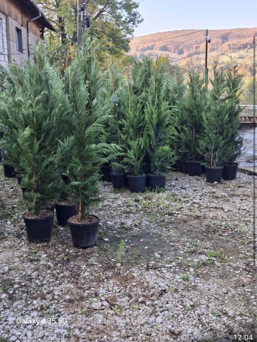 Leylandi chiparos pentru gard viu , transport gartuit oriunde in tara