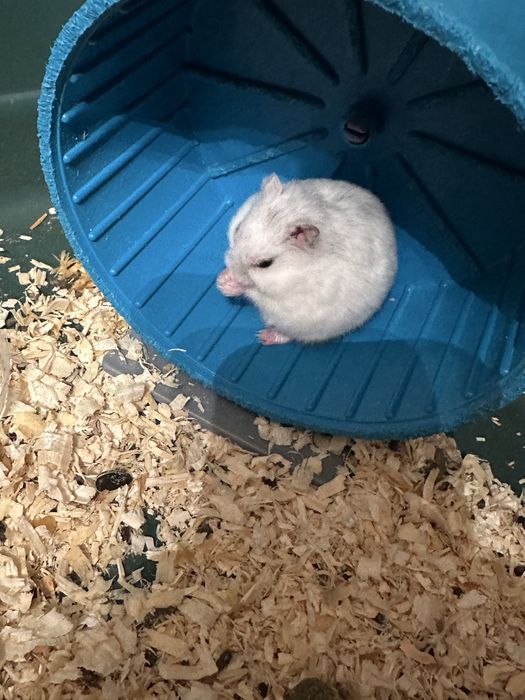 Vând hamsteri 2 perechi 150 toți