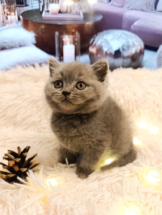 Pui băiețel British Shorthair ORADEA