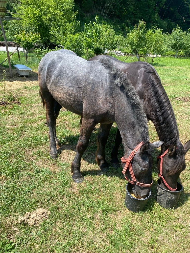 De vânzare mânz percheron