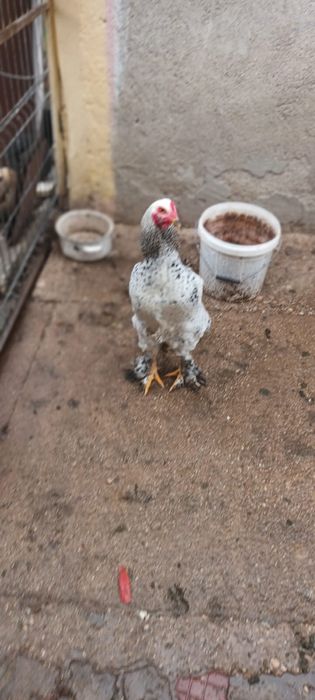 Vand 2 cocosi si 2 rate crescute la curte