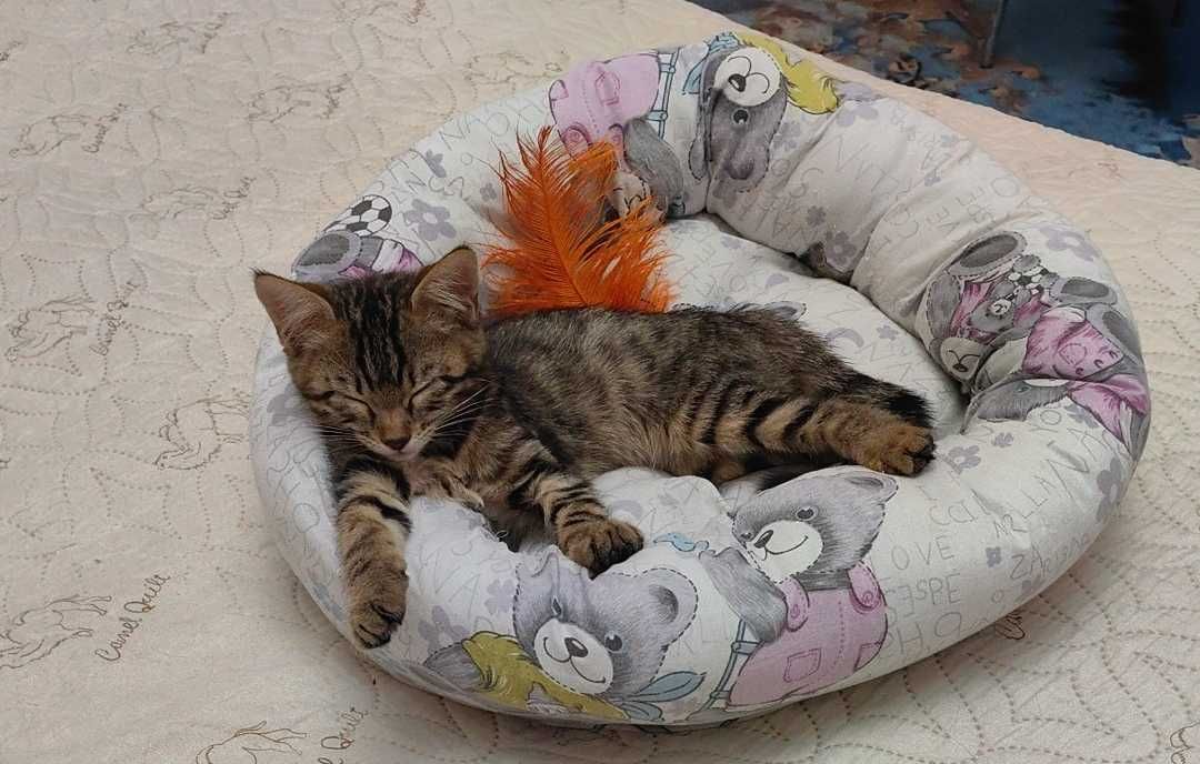 Котенок бесплатно