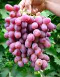 Ризамат узум кучатлар