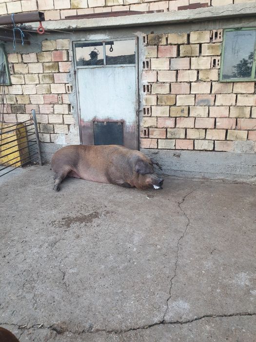 Дюрок прасе женско