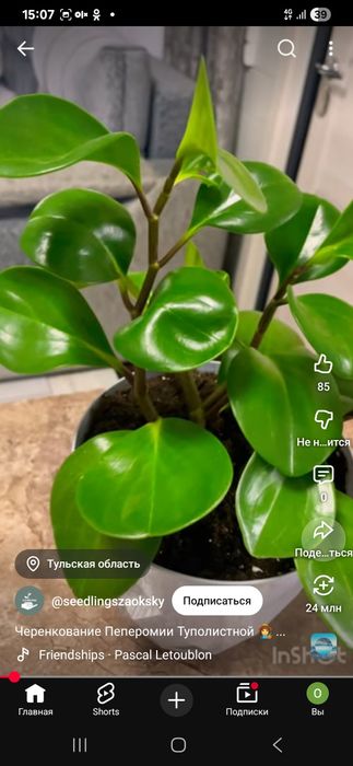 Продам домашнее растение пеперомию великолепную.Листья сочные.плотные.