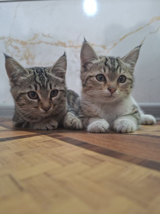 Мушукчалар 4 ойлик