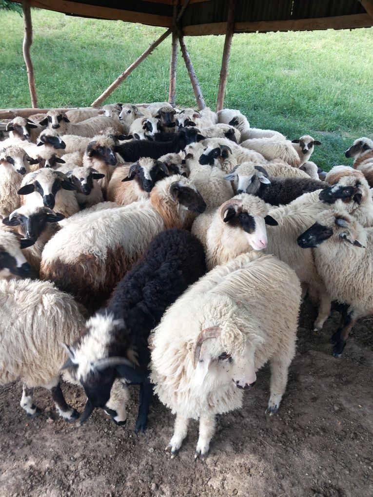 Miei grași 60 de bucăți