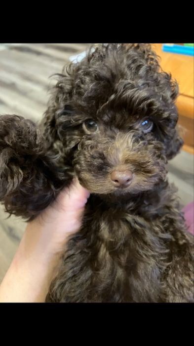 Кученце пудел шоколад малко