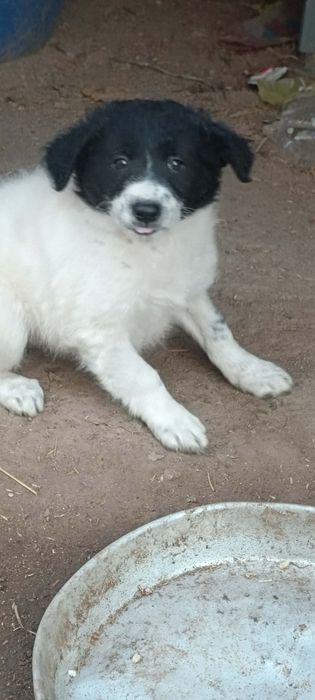 Женско кученце Бордър Коли