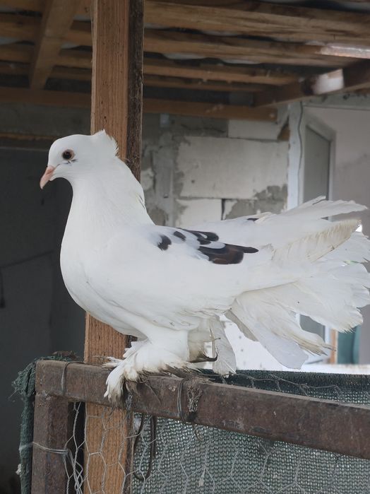 Porumbei,texani,americani,rotati