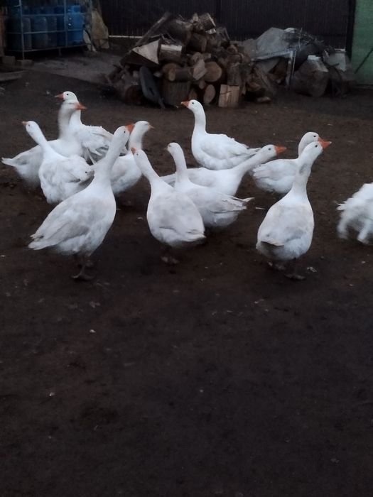 Rate leșești și gâște românești