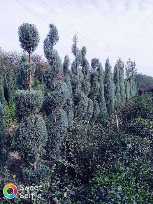 Можжевельник Спирал шаклда