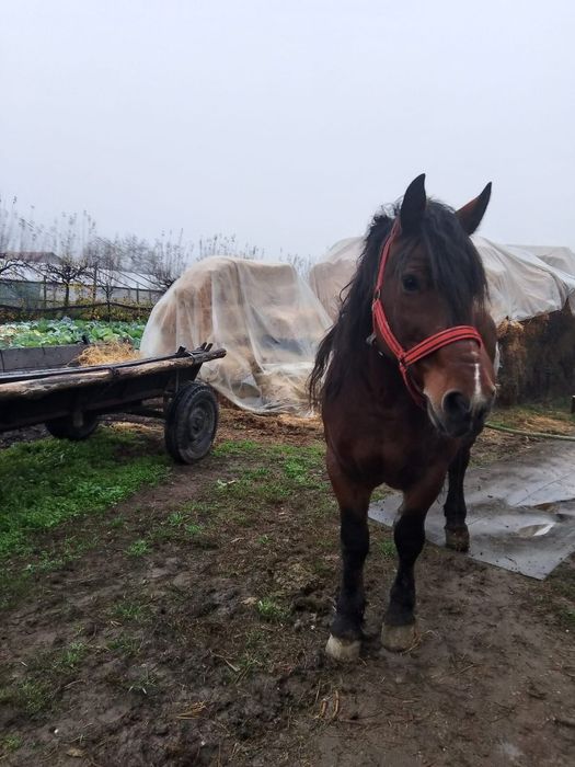 Vând cal Semi-greu romanesc 7 ani semigreu castrat