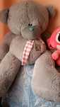 Teddy sotiladi narhini kelishamiz