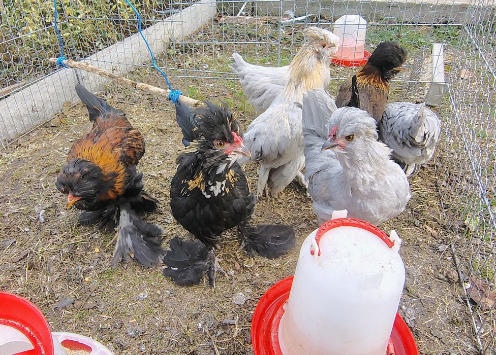 Cocosi pitici  de vânzare sau la schimb cu găini