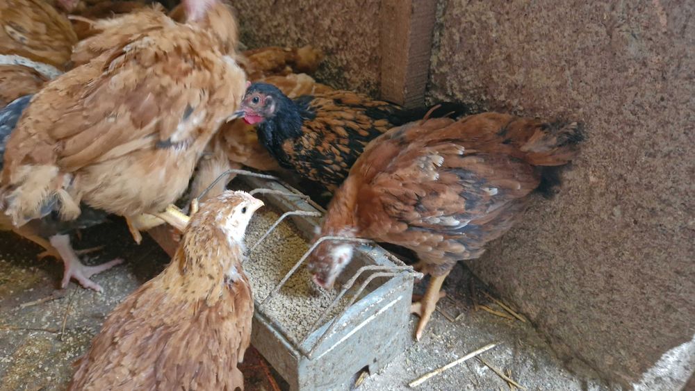 Pui australorp și de țară