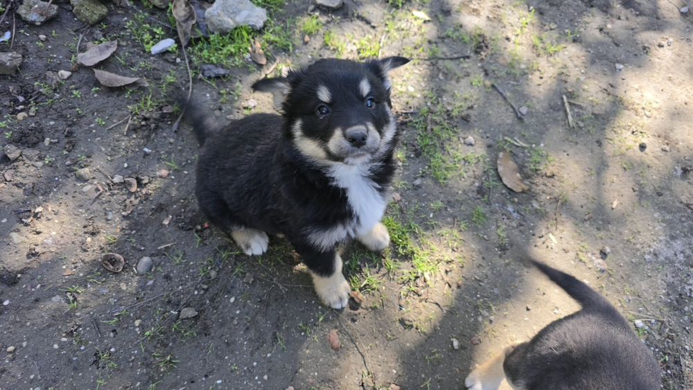 Donez căței metis Huski cu Ciobănesc German