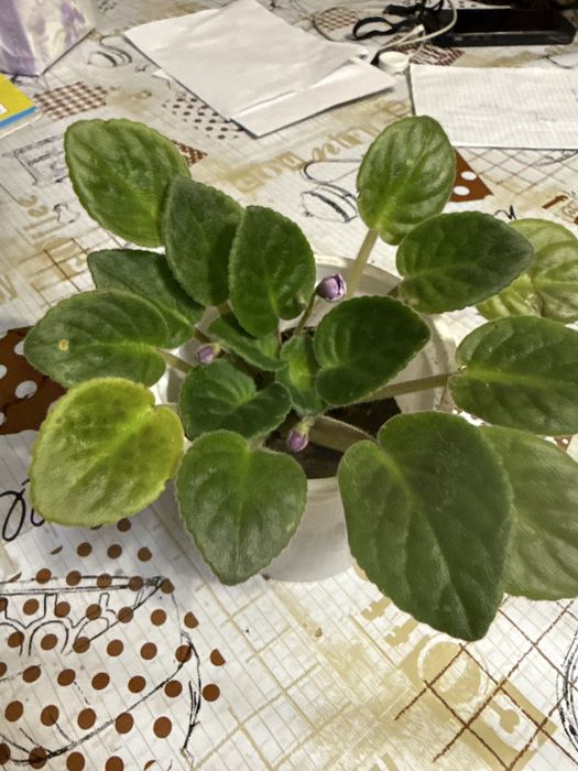 Фиалка (сенполия)  Продаю красивую домашнюю фиалку.