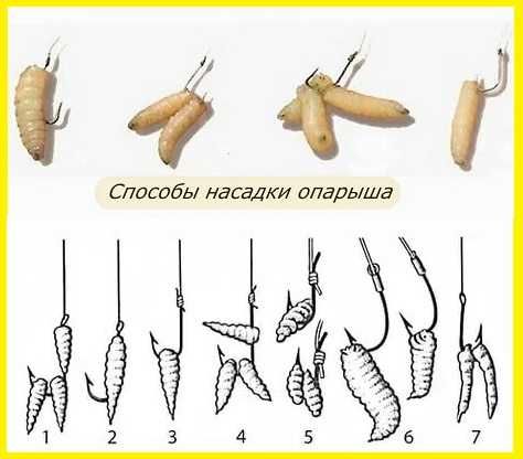 Черви дендробена, червь береговой, опарыш! Опт и розница.