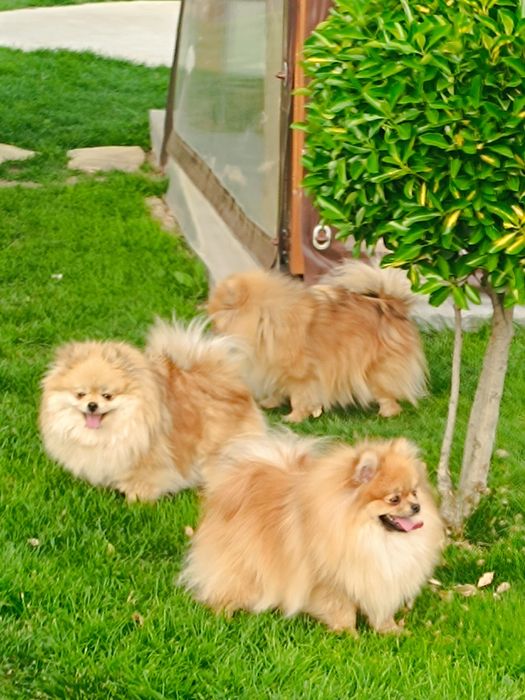 Померан, мини померан