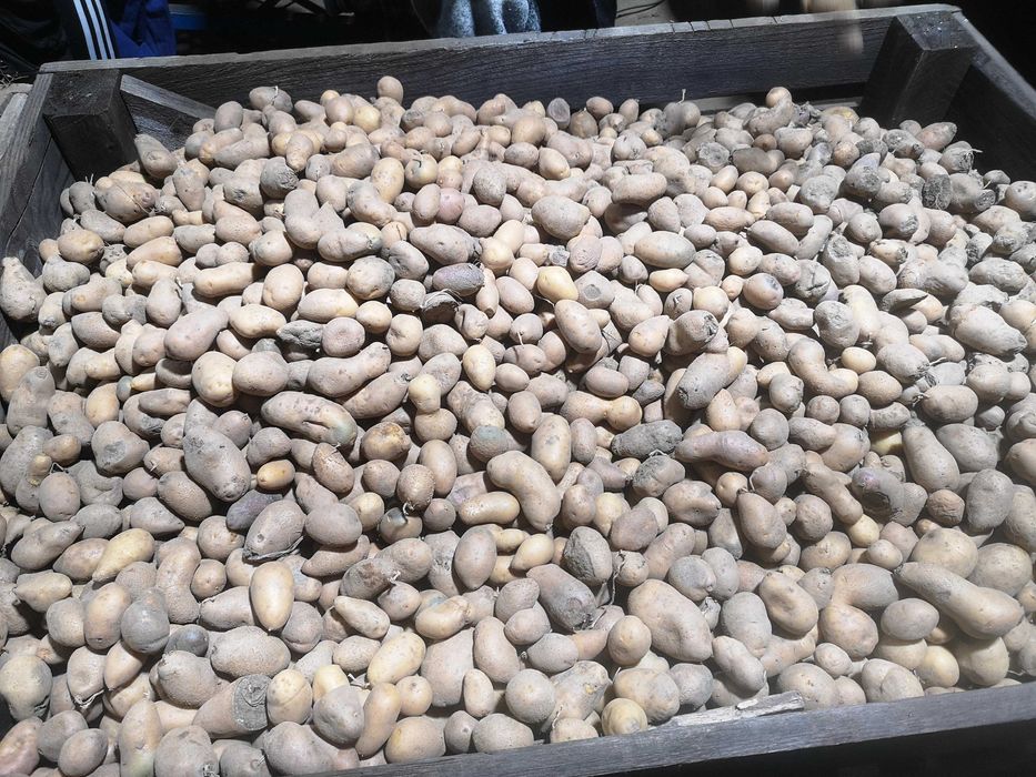 Cartofi amestec pentru animale