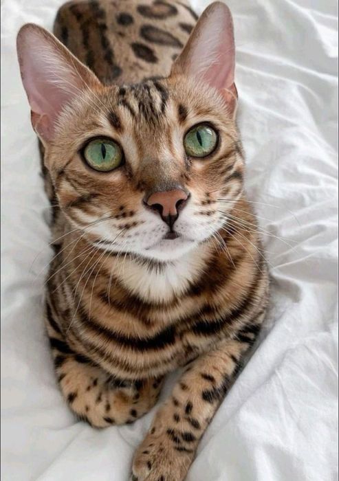 Bengal toza zot o'g'il bola 4oyli rosa oʻyin qaro .
