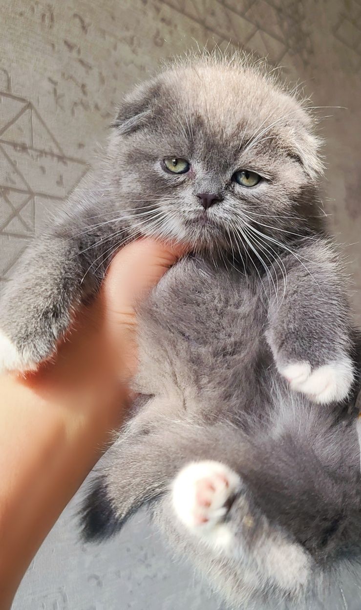 Scottish fold bicolor sotiladi