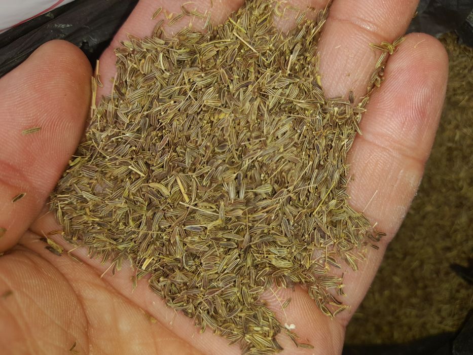 Sotiladi Tog‘ zirasi (chin zira)